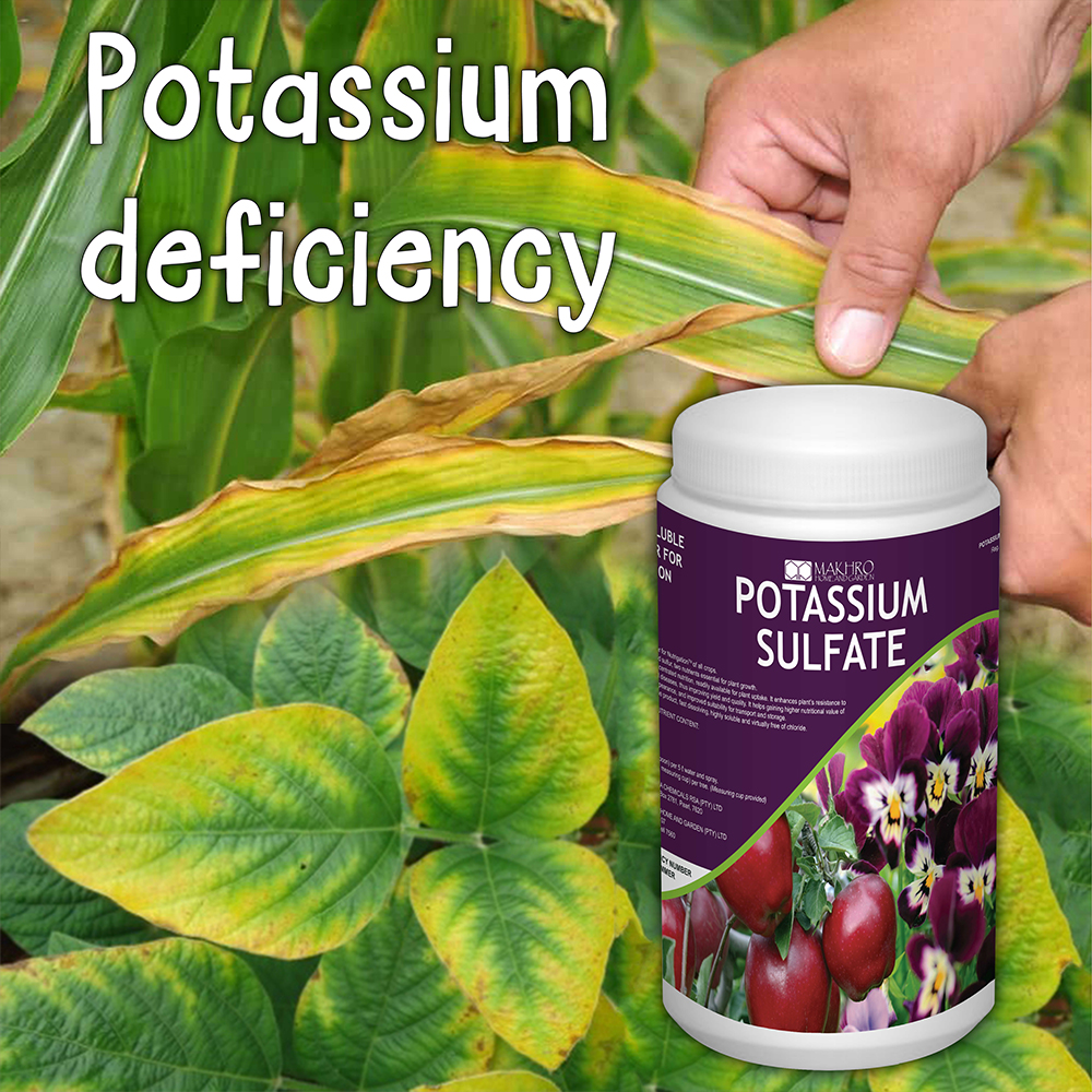 research on potassium in agriculture needs and prospects