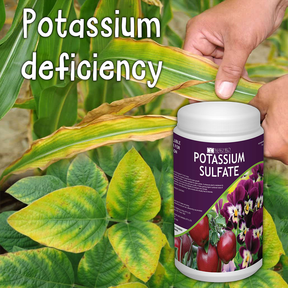 why-plants-need-potassium-makhro