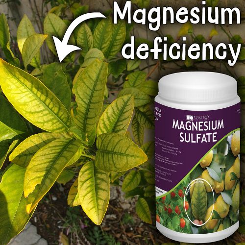 Magnesium Sulfate Makhro