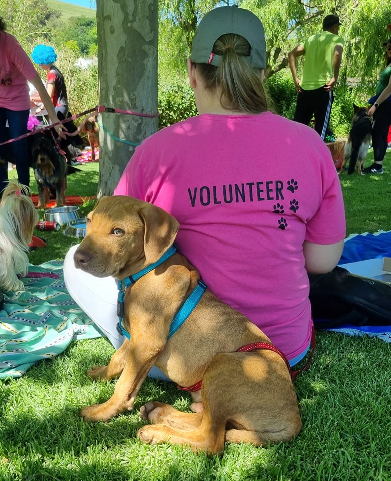 Bella’s Guardian Angels – Animal Rescue | Makhro